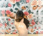 Image preview for Ad Listing. Nickname: Tiny Ally