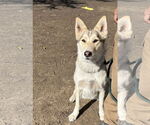 Small #6 German Shepherd Dog-Siberian Husky Mix
