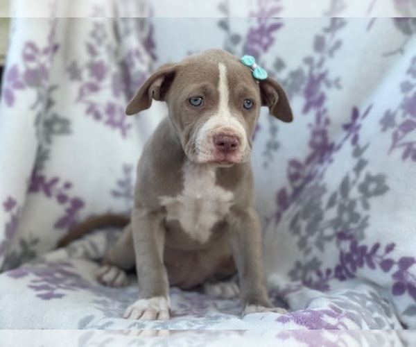 Medium Photo #5 American Bully Puppy For Sale in LAKELAND, FL, USA