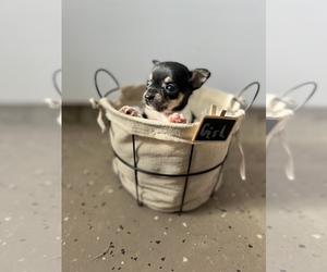 Chin-Pin Dog for Adoption in CENTRALIA, Illinois USA