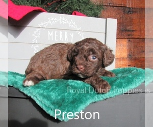 Poodle (Miniature) Puppy for sale in LE MARS, IA, USA