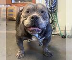 Small Bulldog Mix