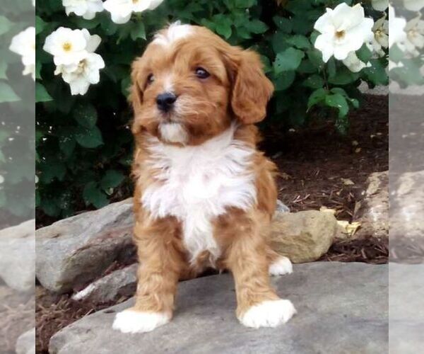 Medium Photo #2 Cavapoo (Miniature) Puppy For Sale in GORDONVILLE, PA, USA