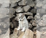 Image preview for Ad Listing. Nickname: Litter of 3
