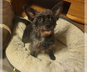 Chihuahua-Unknown Mix Dogs for adoption in Iroquois, IL, USA