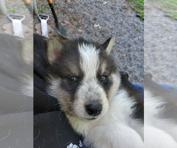 Medium Photo #1 Border Collie-Siberian Husky Mix Puppy For Sale in GOOSE CREEK, SC, USA