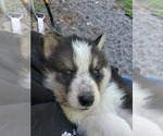Puppy 1 Border Collie-Siberian Husky Mix