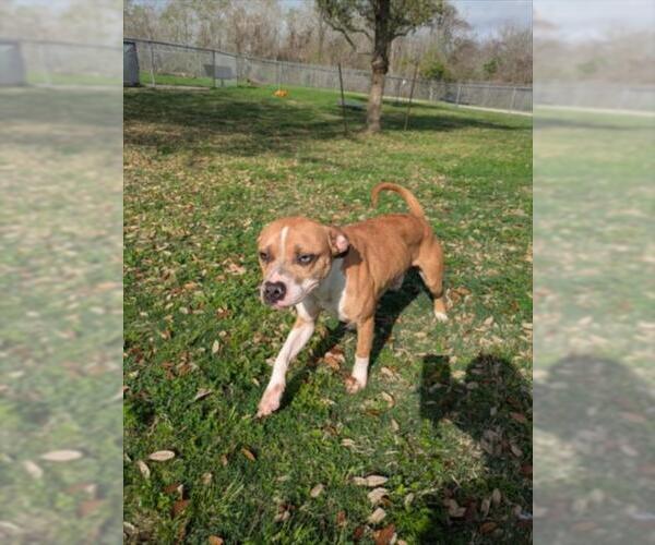 Medium Photo #1 Boxer-Unknown Mix Puppy For Sale in Texas City, TX, USA