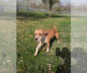 Boxer-Unknown Mix Dogs for adoption in Texas City, TX, USA