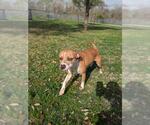 Small Boxer Mix