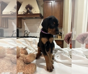 Doberman Pinscher Puppy for sale in GREENSBORO, NC, USA