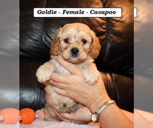 Cavapoo (Miniature) Puppy for sale in CLARKRANGE, TN, USA