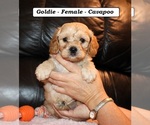 Image preview for Ad Listing. Nickname: Goldie