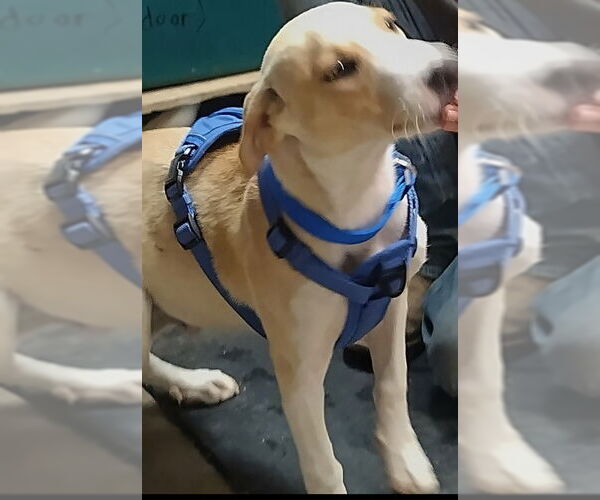 Medium Photo #2 Labrador Retriever-Unknown Mix Puppy For Sale in Amarillo, TX, USA