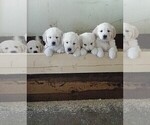 Small Photo #2 Golden Retriever Puppy For Sale in FOWLERVILLE, MI, USA