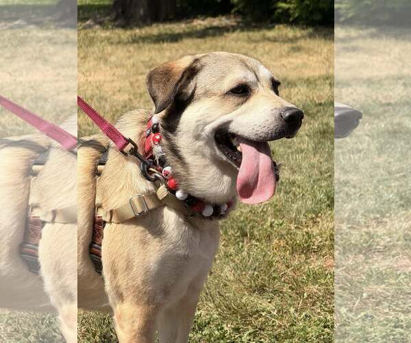 Medium Photo #9 Mutt Puppy For Sale in Chester, NJ, USA