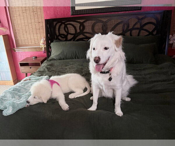 Medium Photo #5 Great Pyrenees Puppy For Sale in Dallas, TX, USA