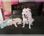 Small #4 Great Pyrenees