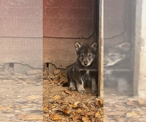 Wolf Hybrid Puppy for sale in PIKEVILLE, NC, USA