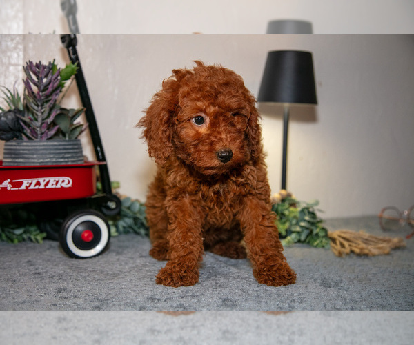 Medium Photo #2 Poodle (Miniature) Puppy For Sale in SHILOH, OH, USA