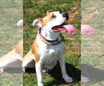 Small #2 American Pit Bull Terrier Mix