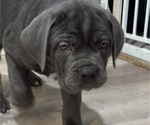 Small Photo #6 Cane Corso Puppy For Sale in COLONIAL HEIGHTS, VA, USA