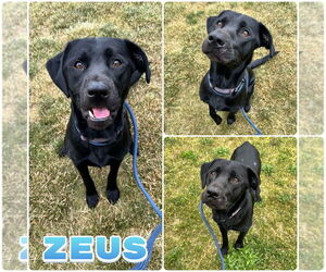 Labrador Retriever Dogs for adoption in Pierceton , IN, USA