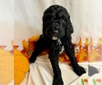 Puppy Green Collar Poodle (Standard)