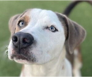 Mutt Dogs for adoption in Canton, CT, USA