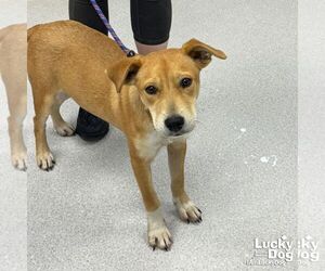 Retriever -Unknown Mix Dogs for adoption in Washington, DC, USA