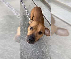 Staffordshire Bull Terrier Dogs for adoption in Houston, TX, USA