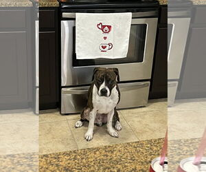 COURTESY POST: Max - Male Mutt Dog for Adoption - Photo #2