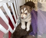 Puppy 2 Border Collie-Siberian Husky Mix