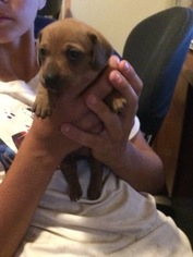 Dachshund Puppy for sale in BYERS, CO, USA