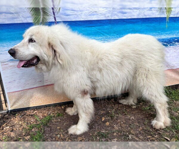 Medium Photo #5 Great Pyrenees Puppy For Sale in Spring, TX, USA