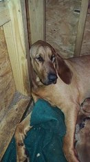 Mother of the Bloodhound puppies born on 03/14/2017