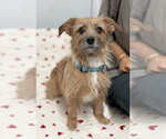 Small #1 Mutt