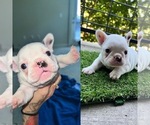 Puppy 2 French Bulldog