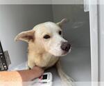 Small Carolina Dog Mix