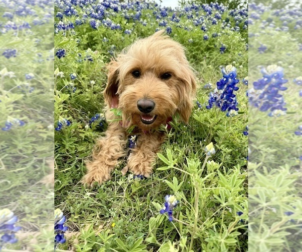Medium Photo #32 Goldendoodle (Miniature) Puppy For Sale in HALTOM CITY, TX, USA