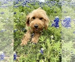 Small Photo #32 Goldendoodle (Miniature) Puppy For Sale in HALTOM CITY, TX, USA