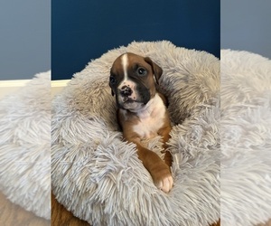 Boxer Puppy for sale in PRINCETON, WV, USA