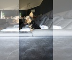 Small Photo #16 Yorkshire Terrier Puppy For Sale in BENSON, NC, USA