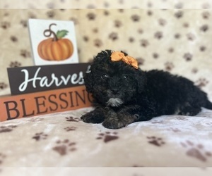 ShihPoo Puppy for sale in LAKELAND, FL, USA