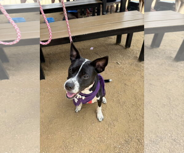 Medium Photo #7 Mutt Puppy For Sale in Euless, TX, USA