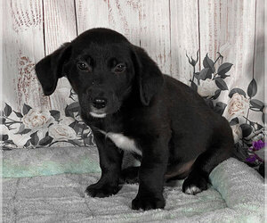 Labrador Retriever-Unknown Mix Puppy for sale in PENNS CREEK, PA, USA