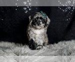Small Photo #53 Maltipoo Puppy For Sale in WARSAW, IN, USA