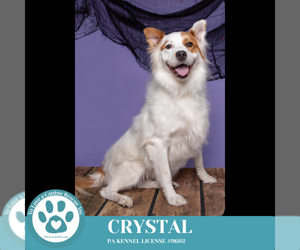 Medium Photo #2 Pyrenees Husky Puppy For Sale in Kimberton, PA, USA