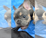 Small Photo #3 French Bulldog Puppy For Sale in MIAMI, FL, USA