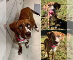 QUINN - Female Labrador Retriever-Unknown Mix Dog for Adoption - Small photo